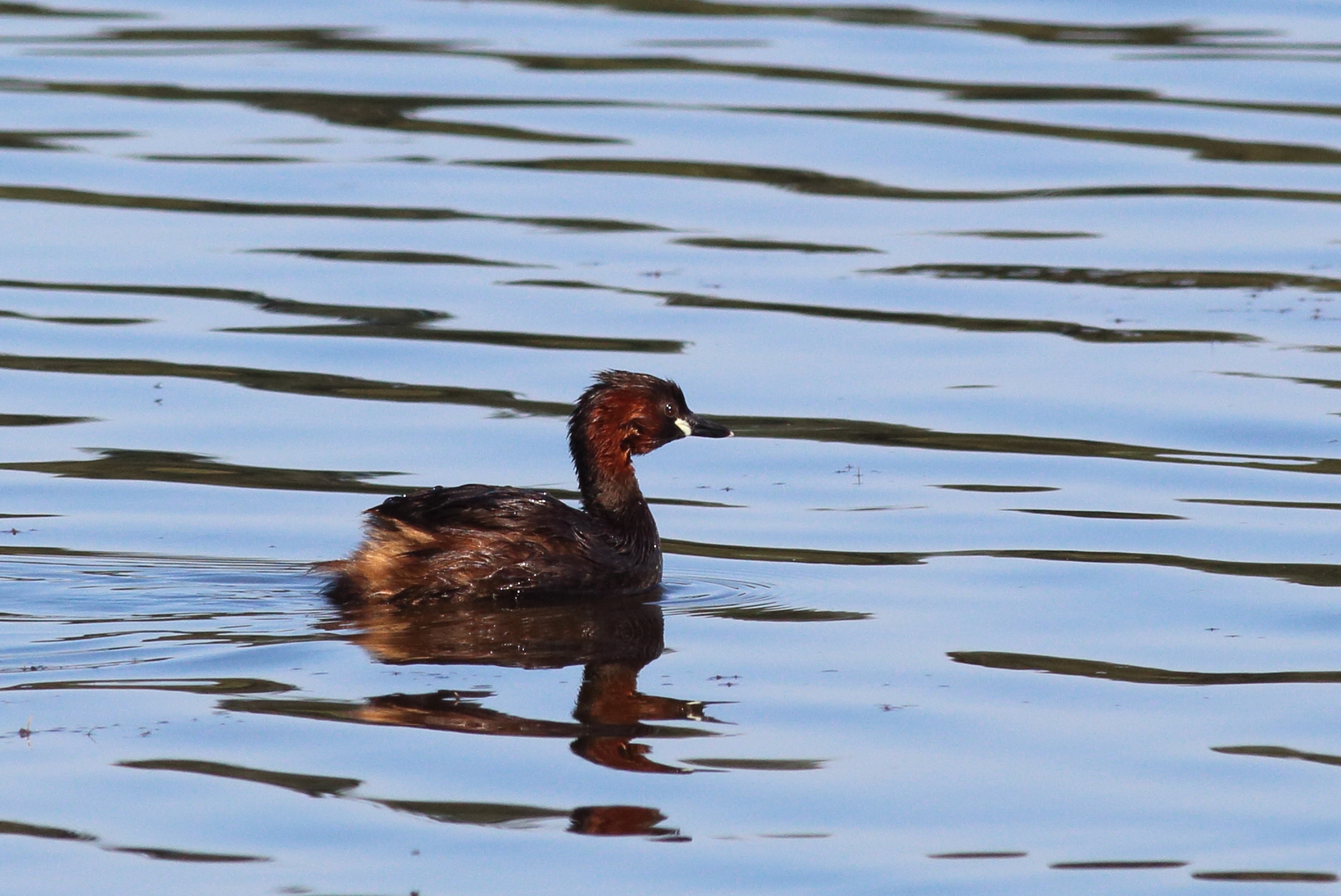 137- Tachybaptus ruficollis Little Grebe- 13 juillet 2020.JPG