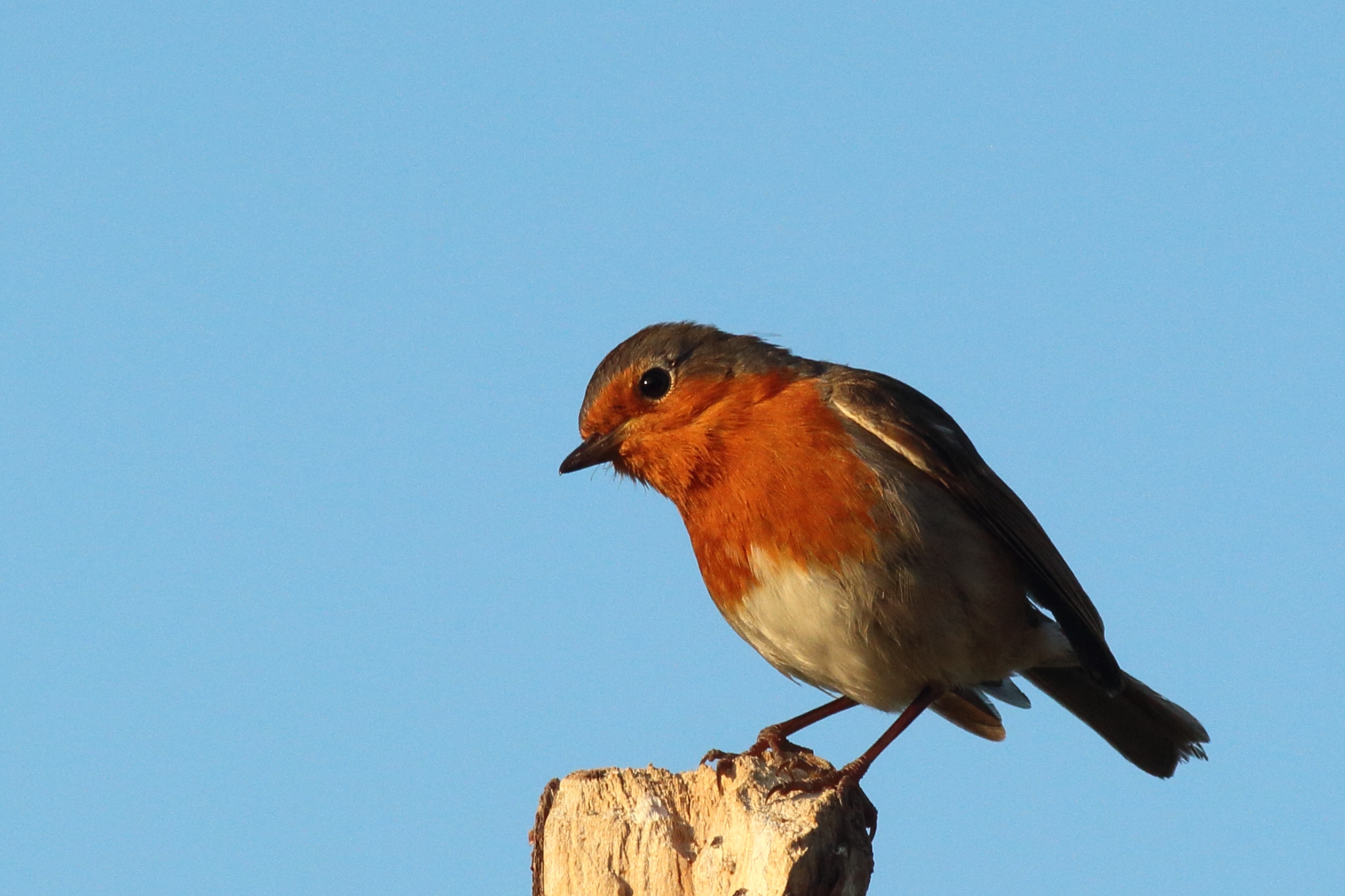 179- Erithacus rubecula Robin- 27 mai 2020.jpg