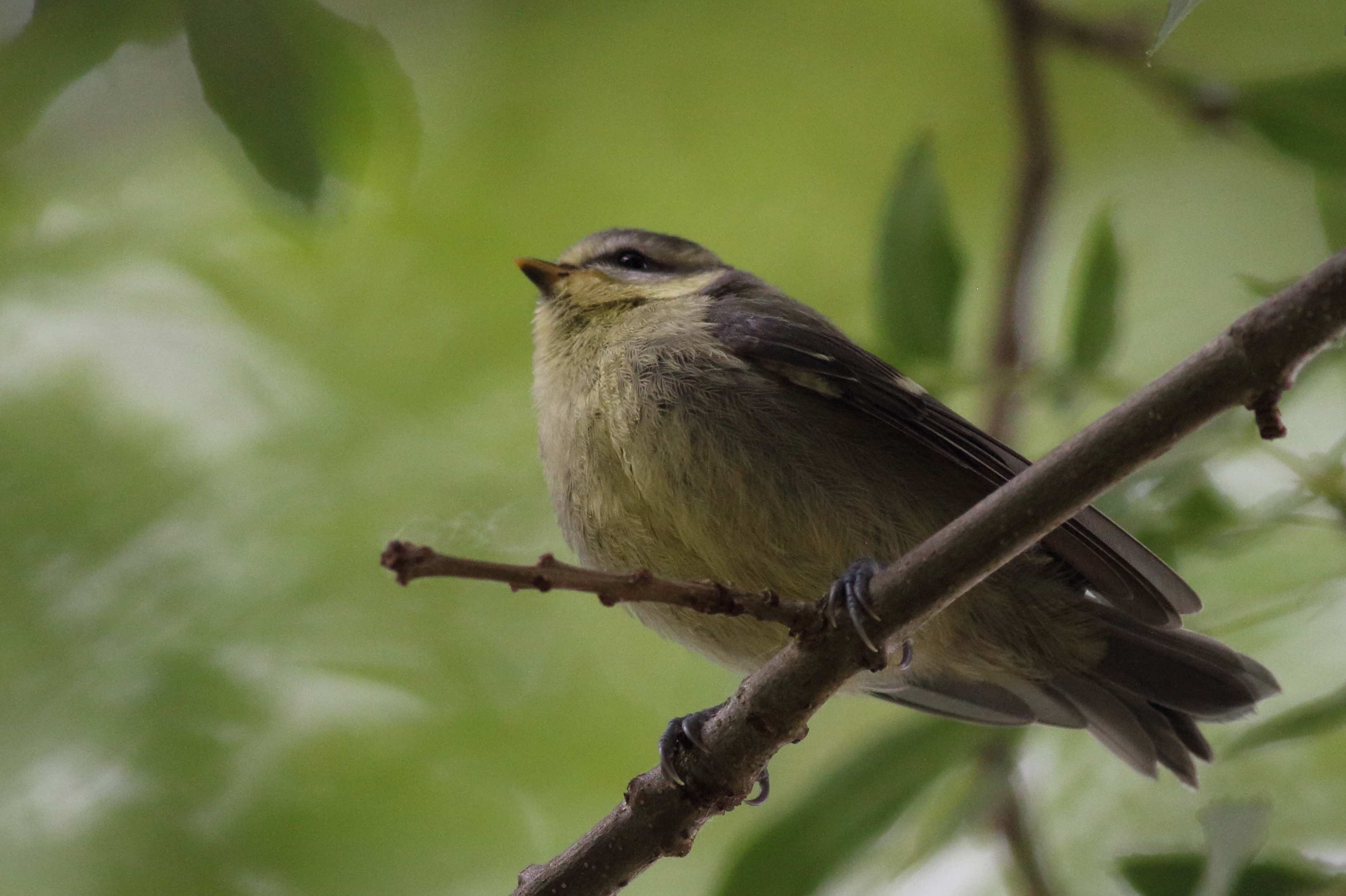 199-Mésange bleue Cyanistes caeruleus Blue Tit- 28 mai 2019.jpg