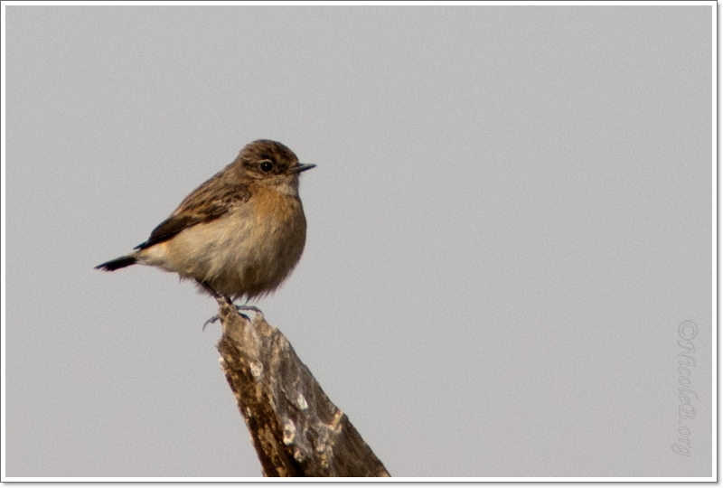 1st winter Stonechat