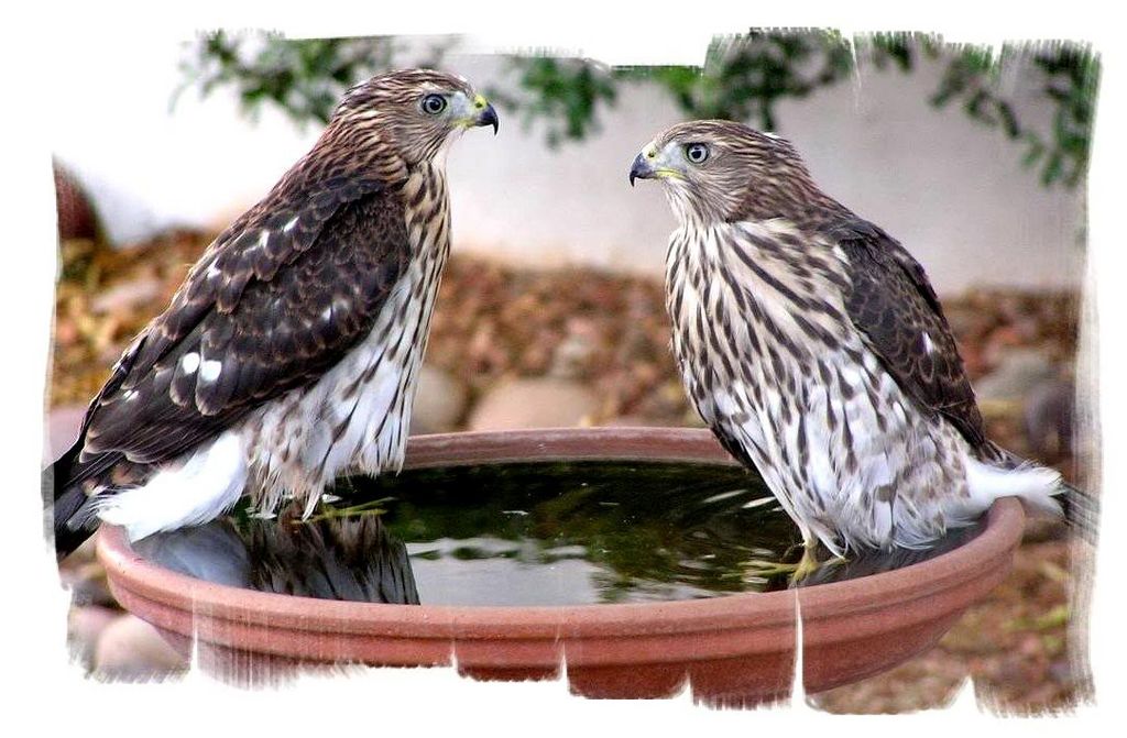 2 Cooper Juveniles in Bird Bath