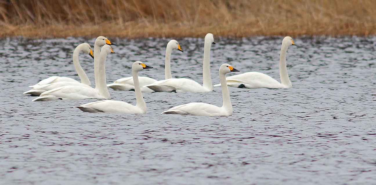2 Tundra swans together with Whoopers