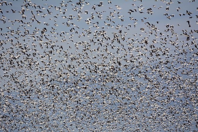20,000 Snow Geese
