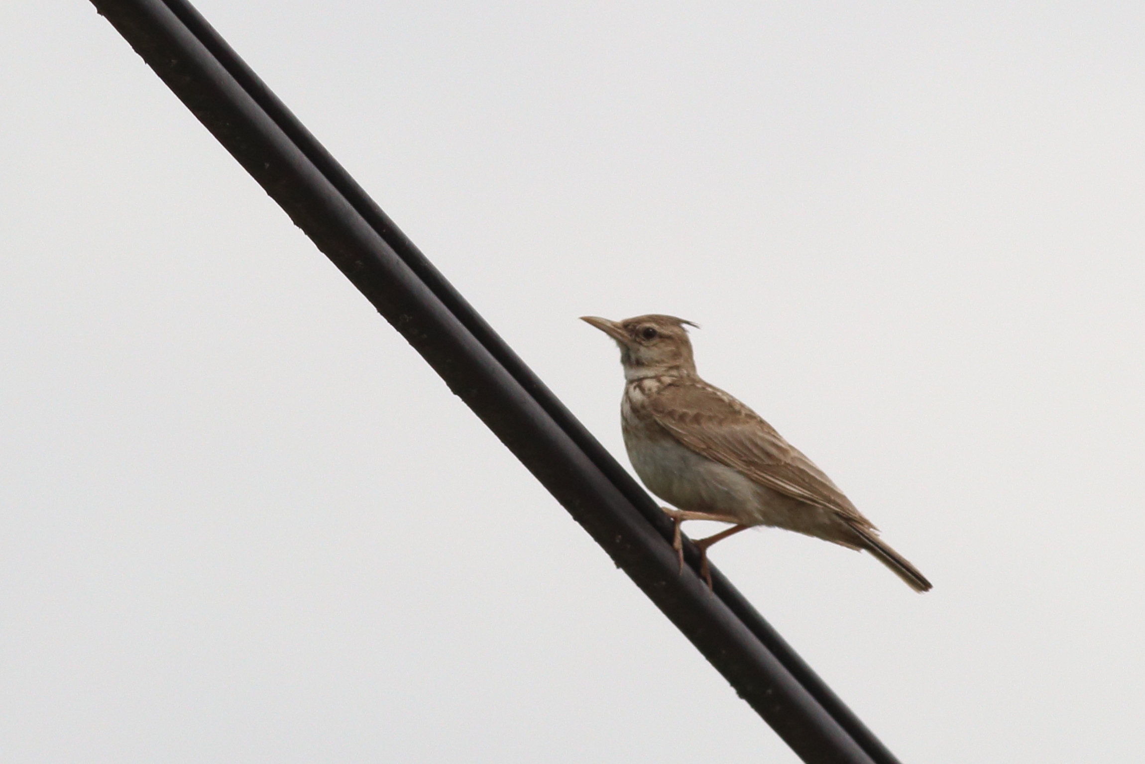 228- Galerida cristata Crested Lark- 14 juillet 2020.JPG