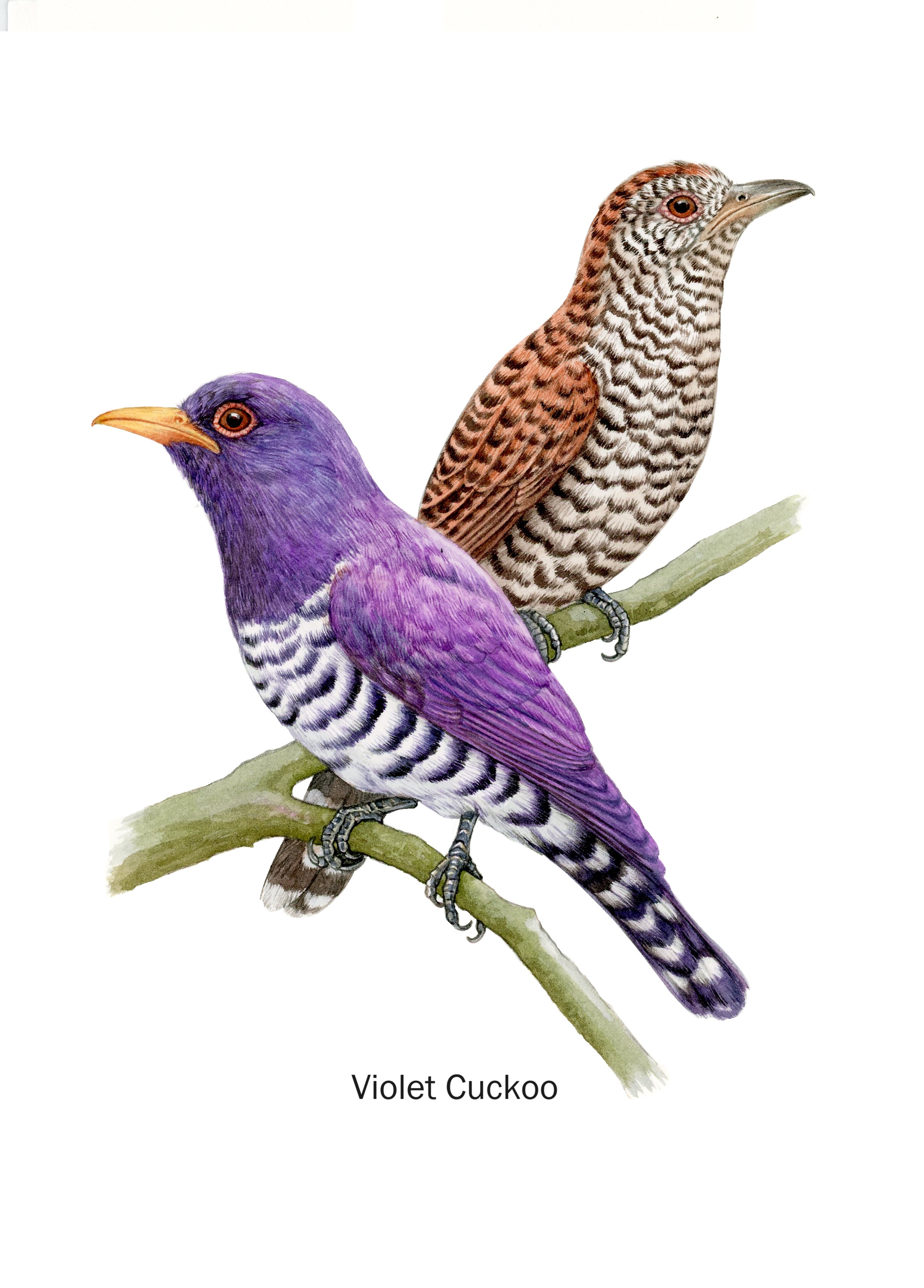 29,18 Violet Cuckoo.jpg