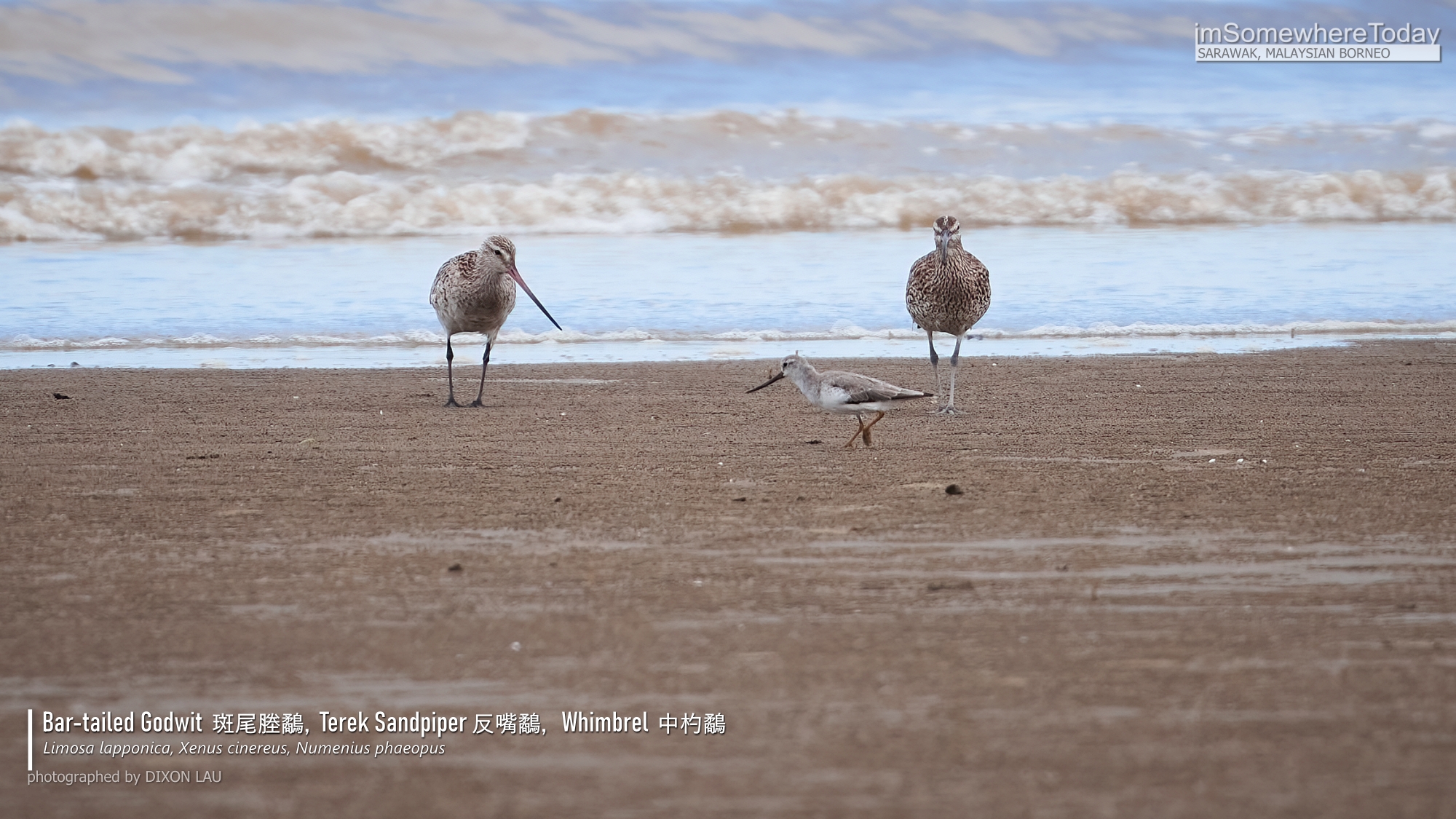 3-in-1 Bar-tailed Godwit, Terek Sandpiper, Whimbrel