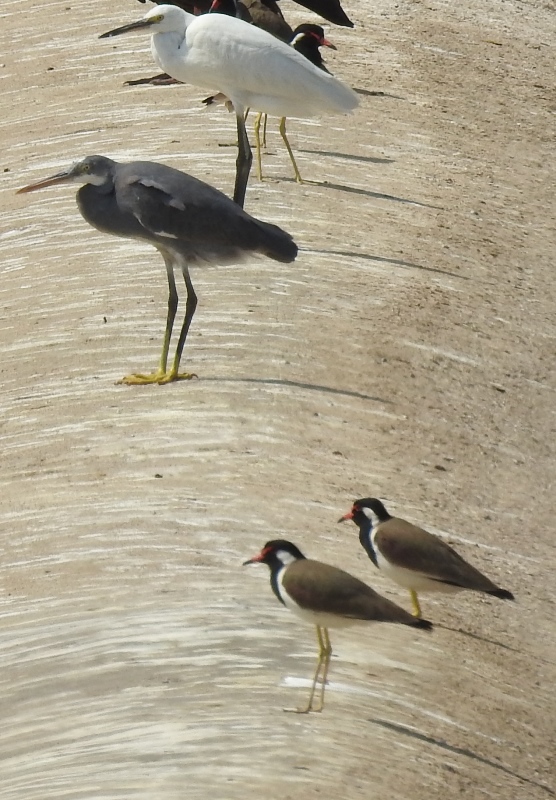 3 speies in one Frame