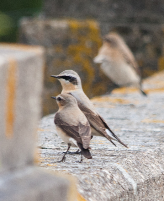 3 Wheatears hiding from me behind a wall!