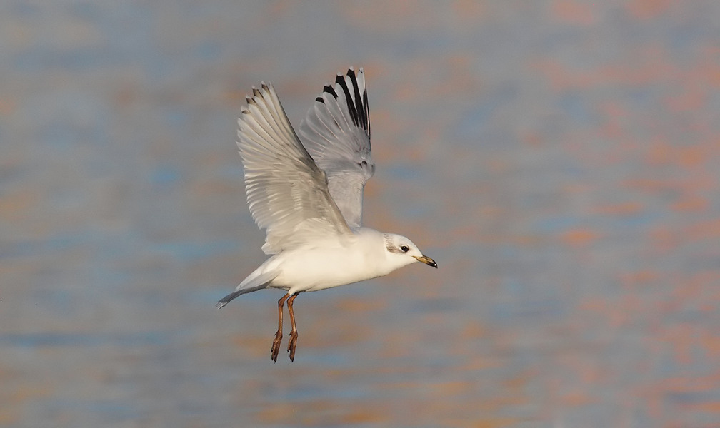 3cy Mediterranean Gull