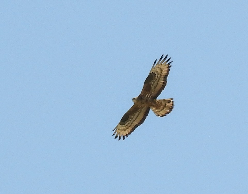 40 Honey Buzzards