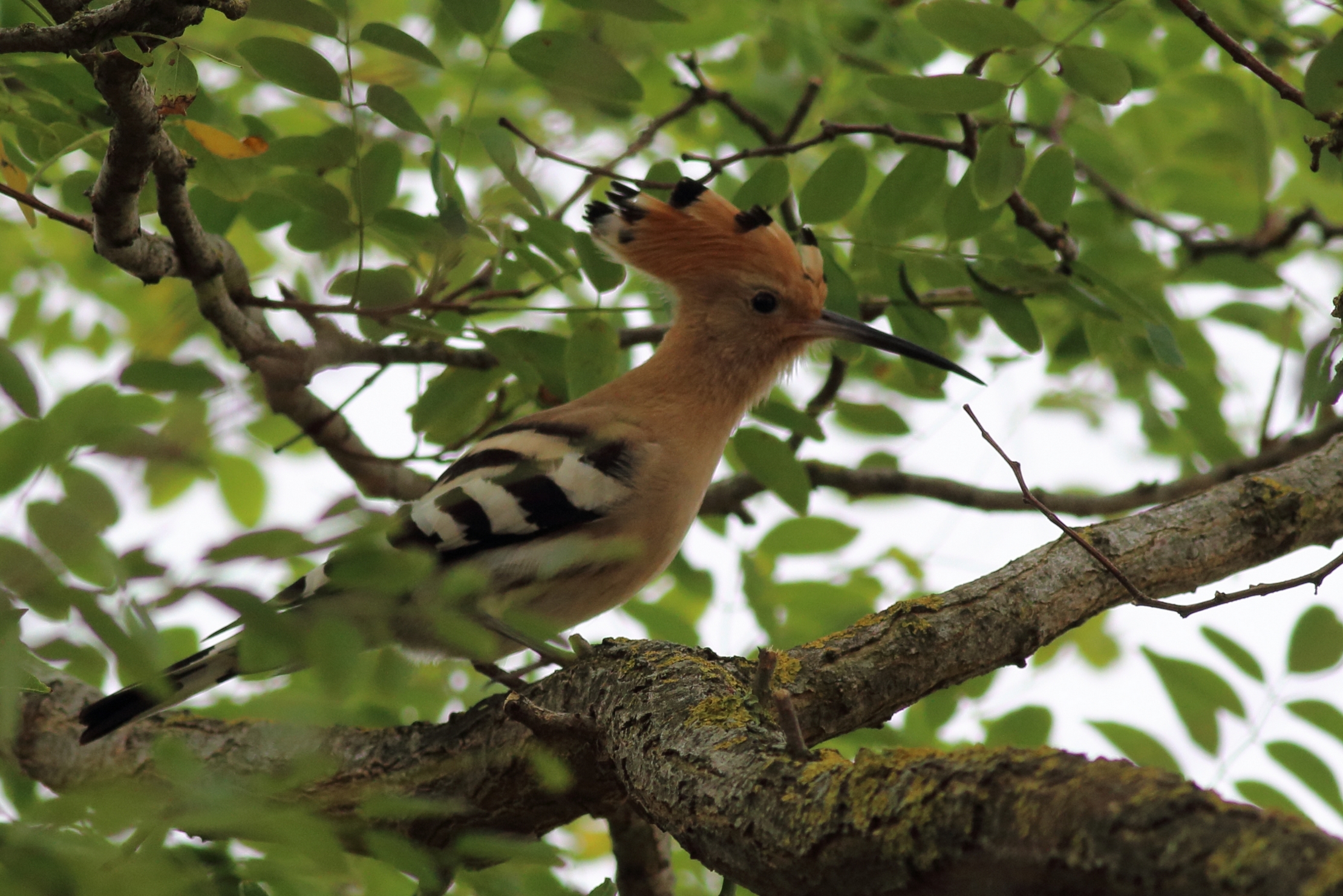 40-Huppe fasciée Upupa epops Hoopoe- 15 août 2019.jpg