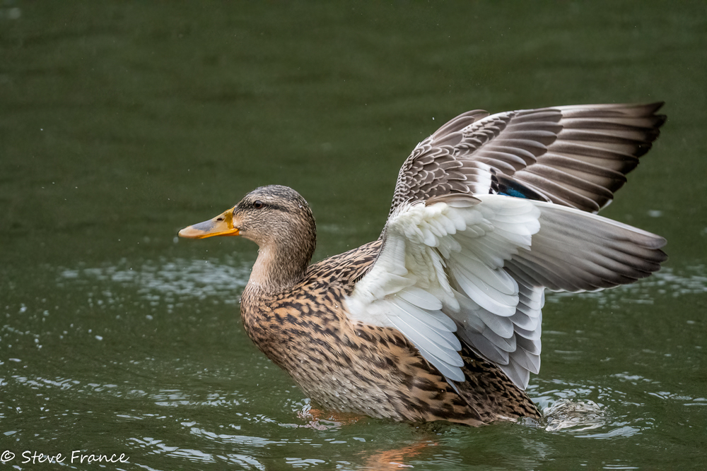 5-3 Female Mallad Take off (1 of 1).jpg