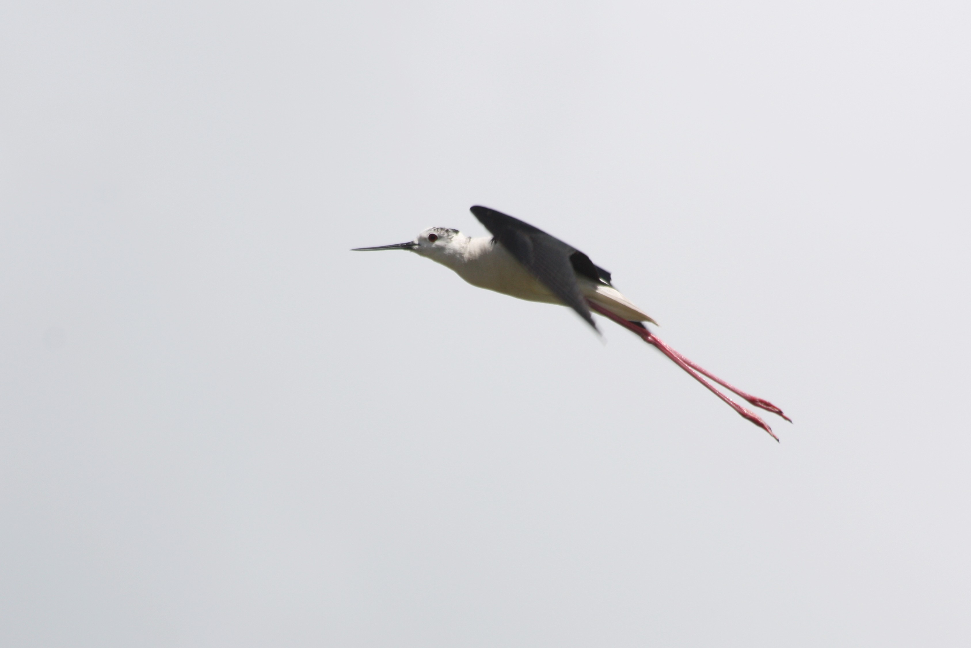 90- Himantopus himantopus Black-winged Stilt- 1 juillet 2012.jpg