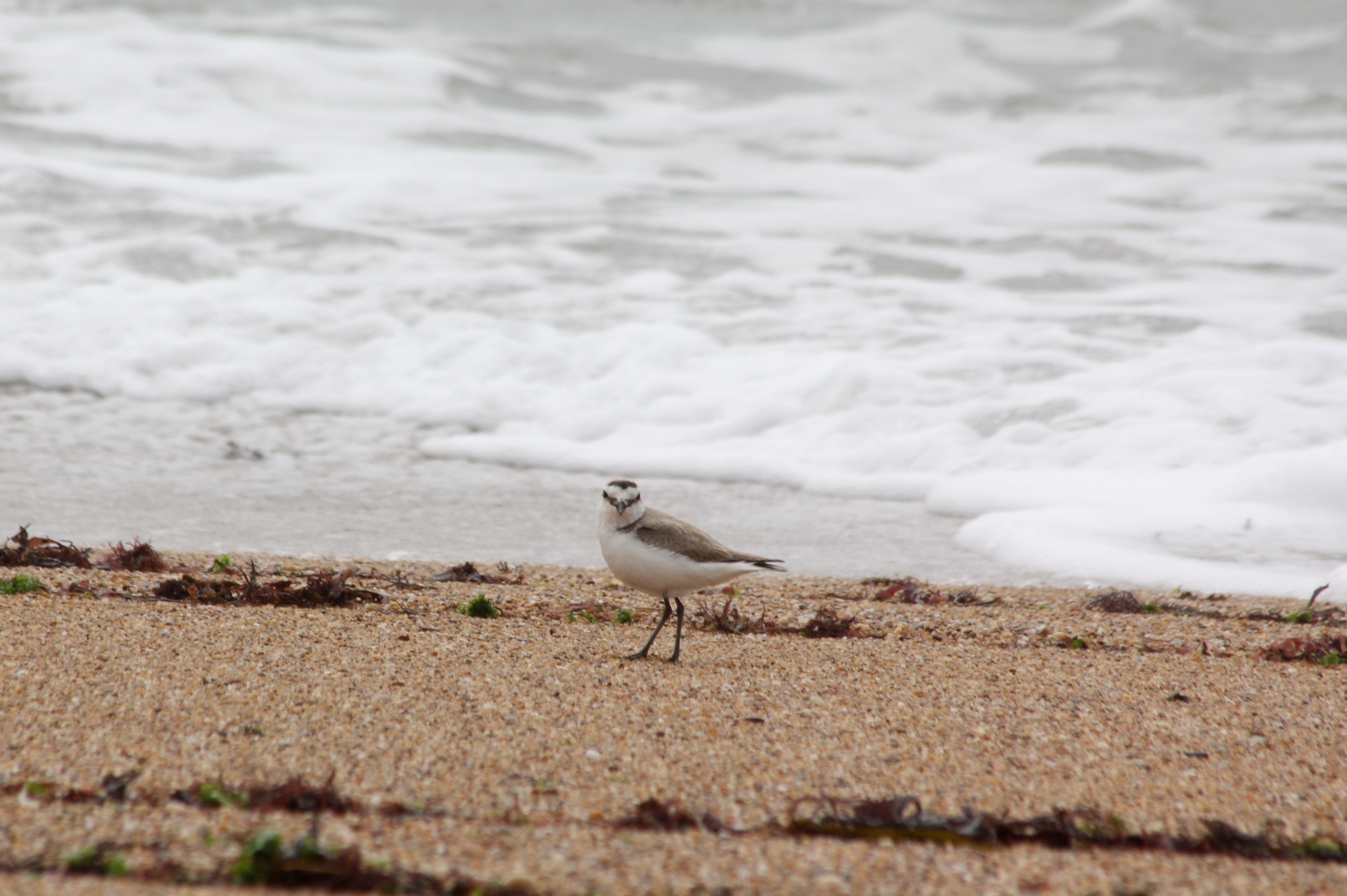 96- Charadrius alexandrinus Kentish Plover- 7 mai 2014.jpg