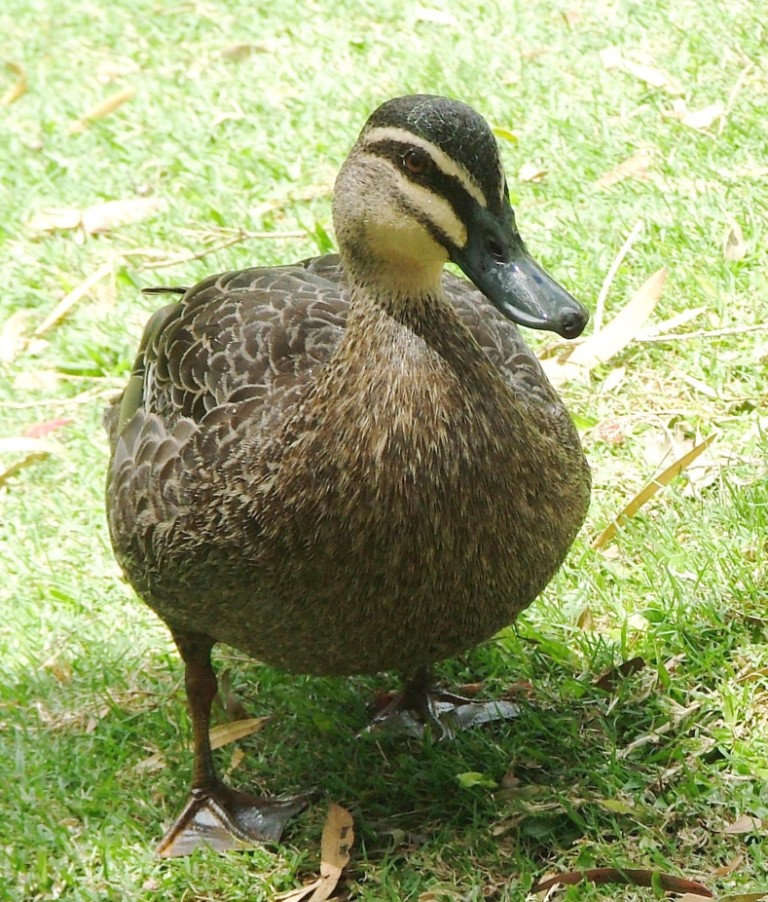 A bit Brown 4 a Black Duck