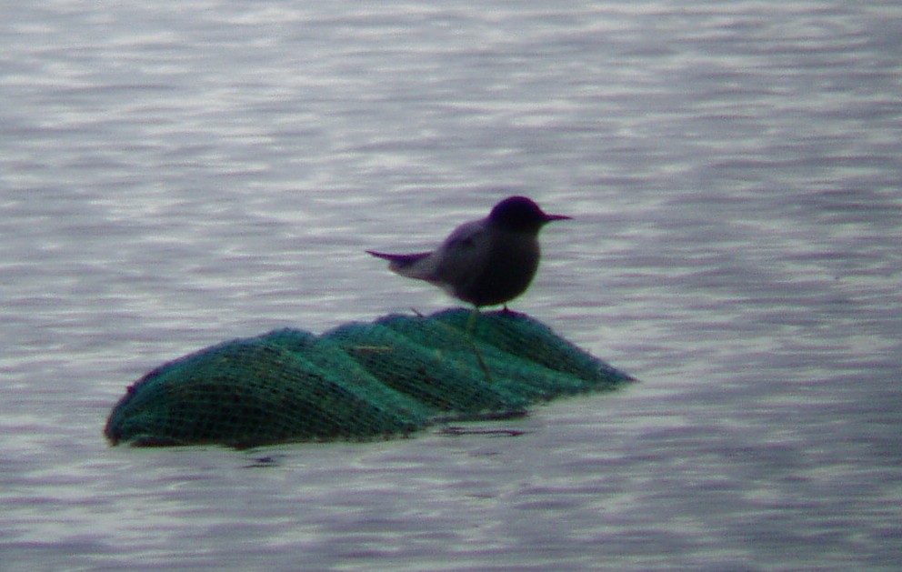 A Black Tern on Farmoor Reservoir