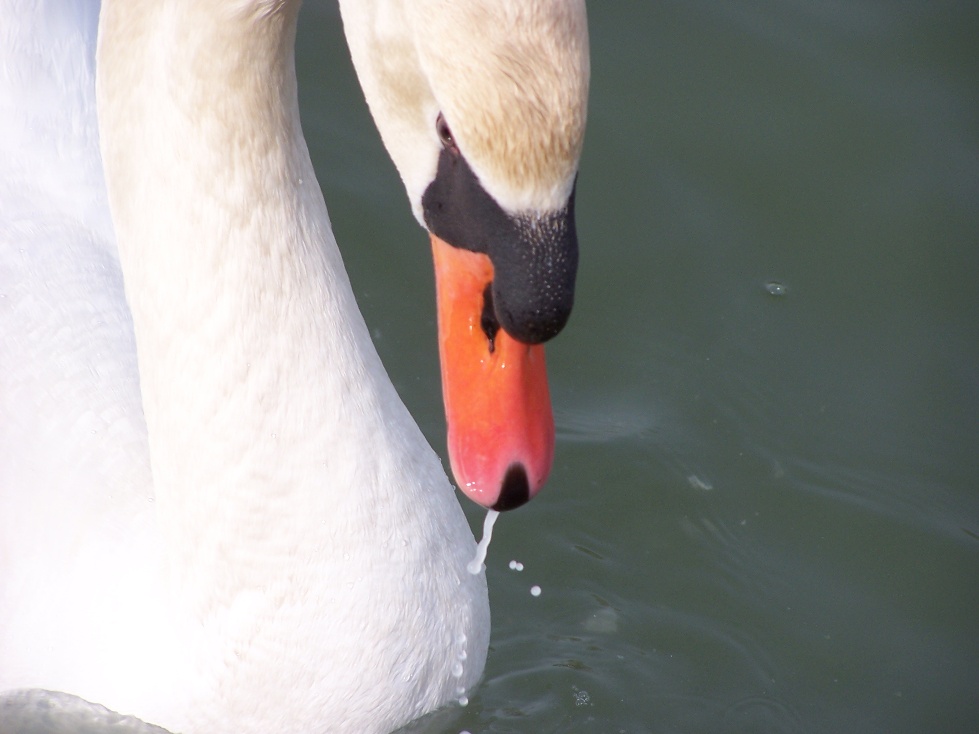 A Bold Swan