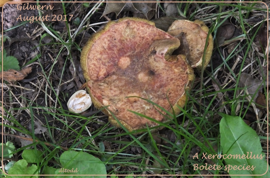 A Bolete species