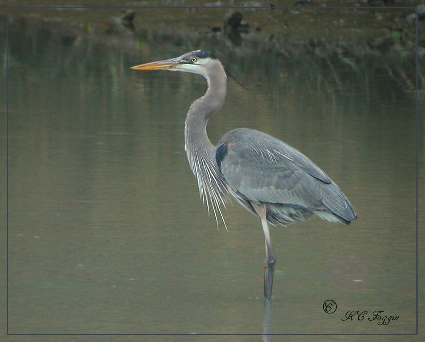 A bright spot on a dreary day