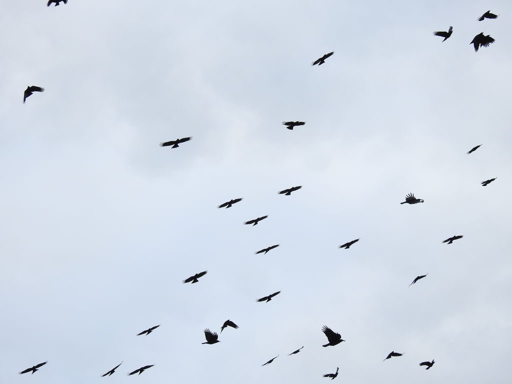 A chattering of Red-Billed Choughs