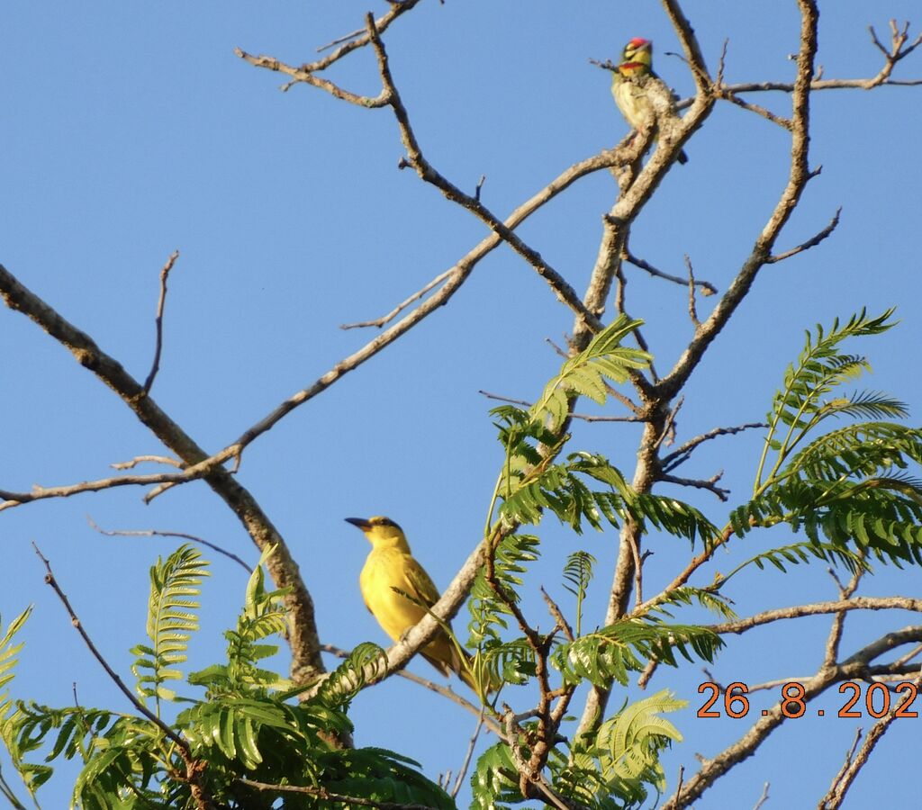 A colourful pair