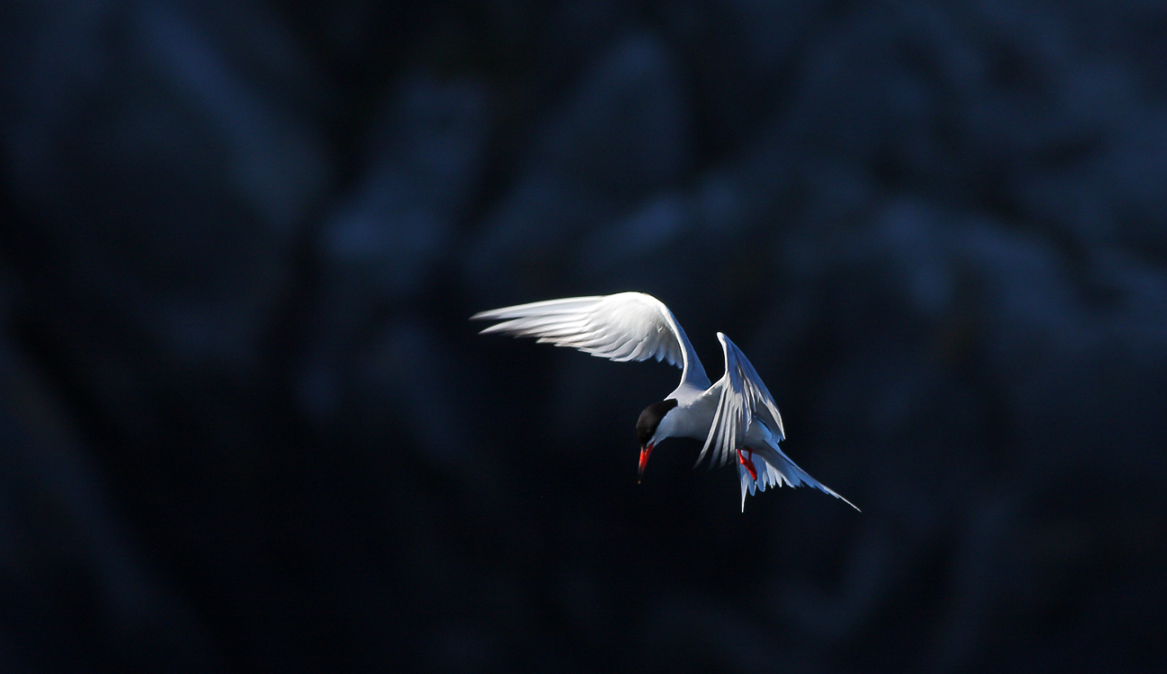 A dive into the archive......Common tern