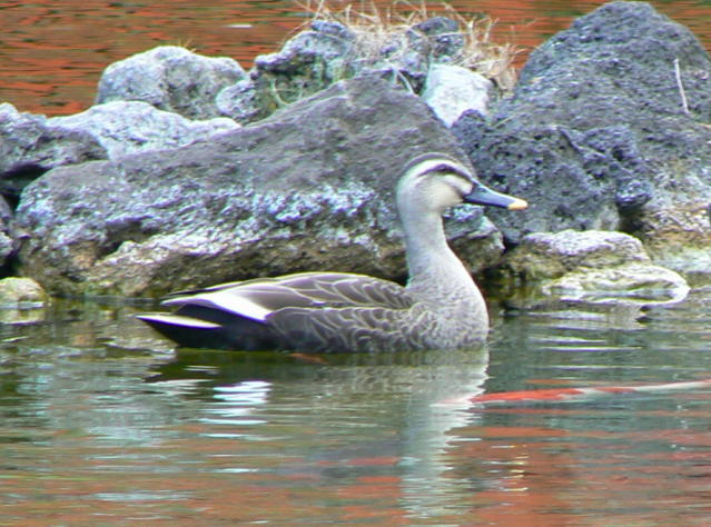 A Duck on Water