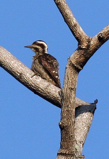 A female Grey-capped Woodpecker - Dendrocopos canicapillus aurantiiventris