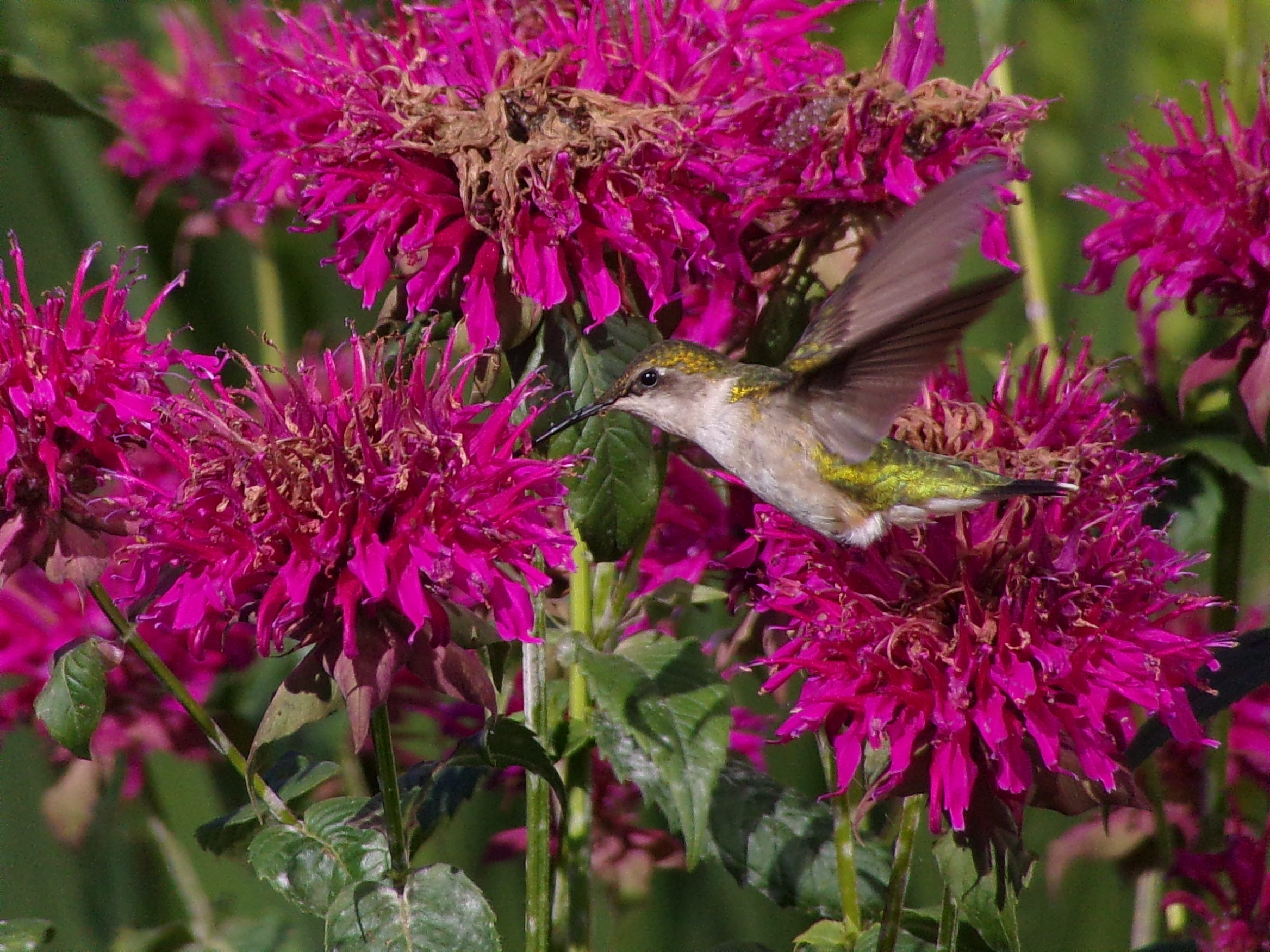 A Female Ruby-Throated Hummingbird Stopping For A Drink