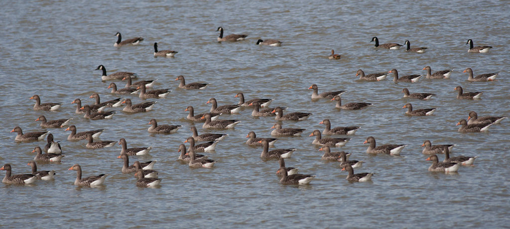 A flotilla ...