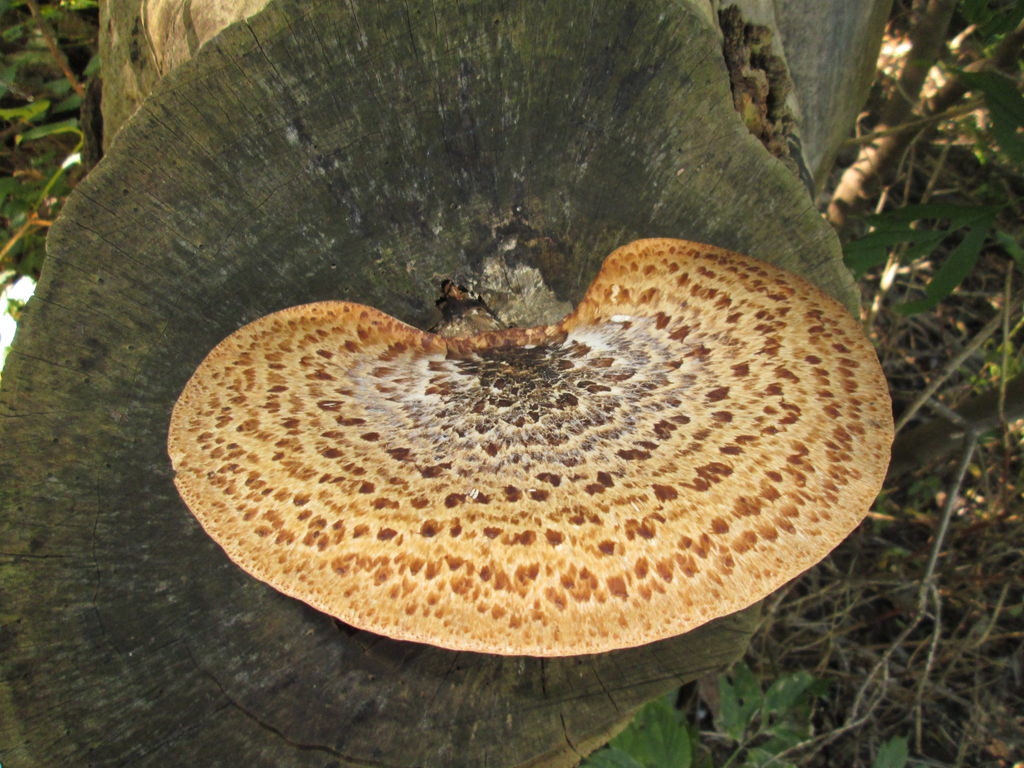 A Fungi I met in the woods