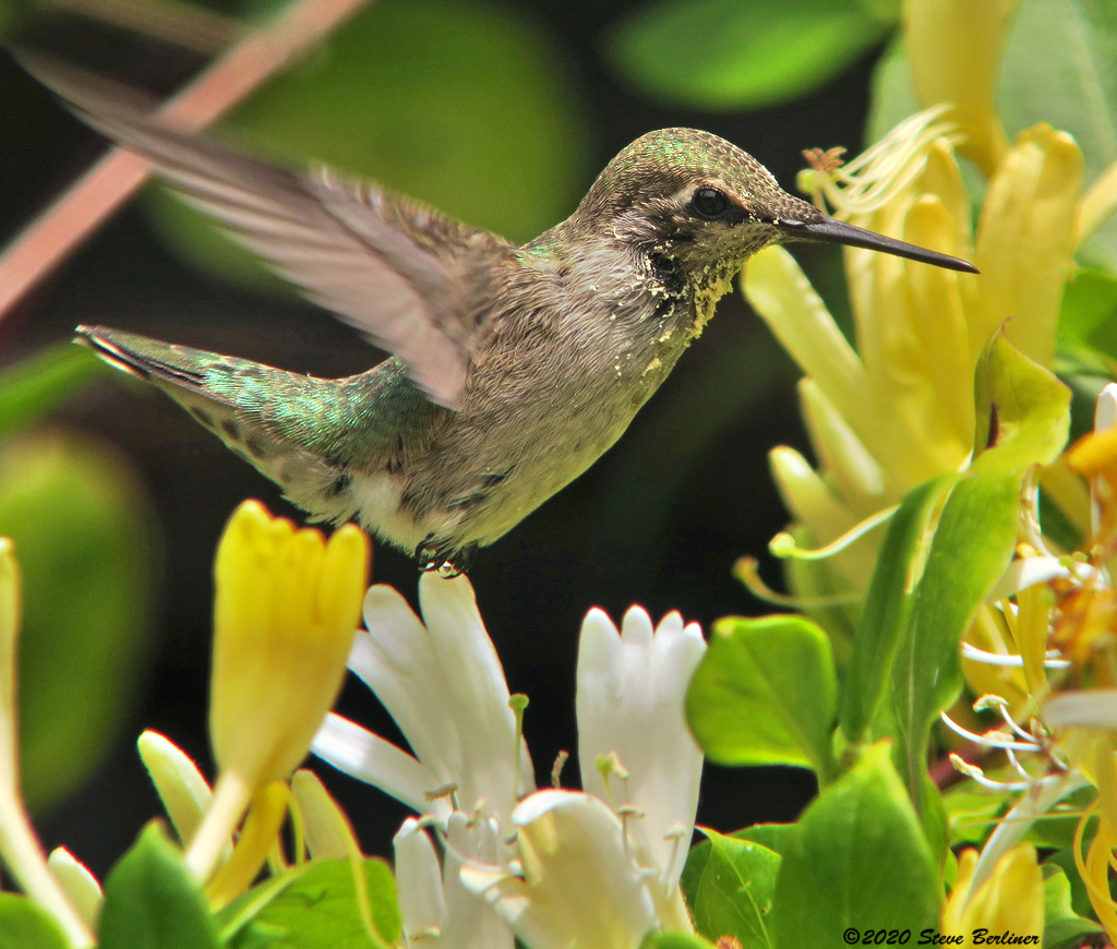 A good pollinator!