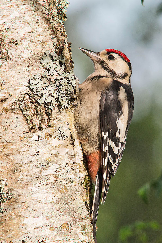 A juvenile Great Spotted Woodpecker