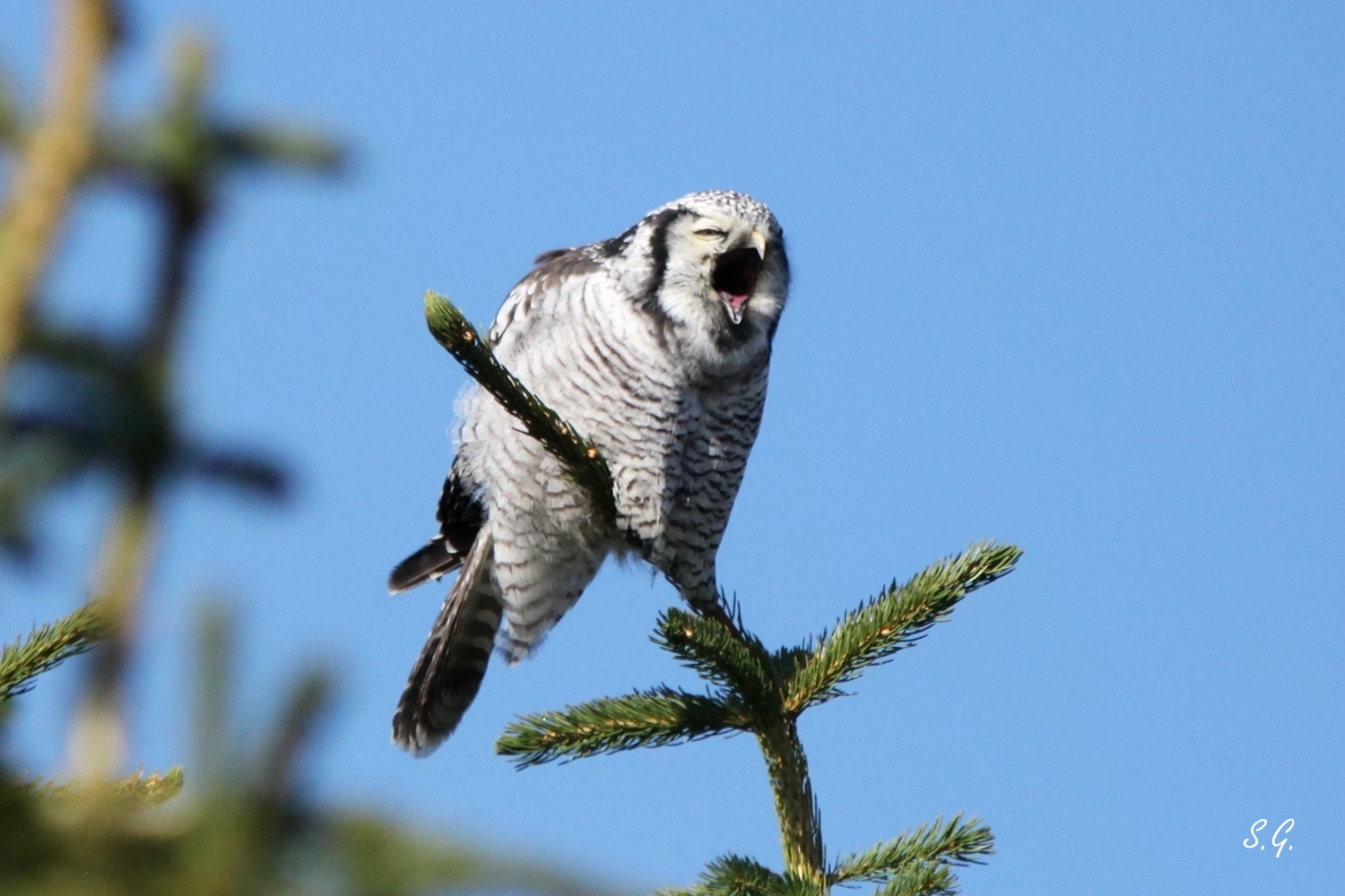A laughing Northern hawk owl