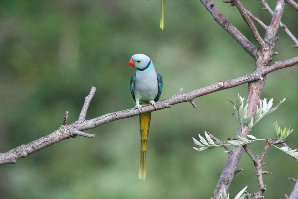 A male Malabar Parakeet on a Silver Oak tree
