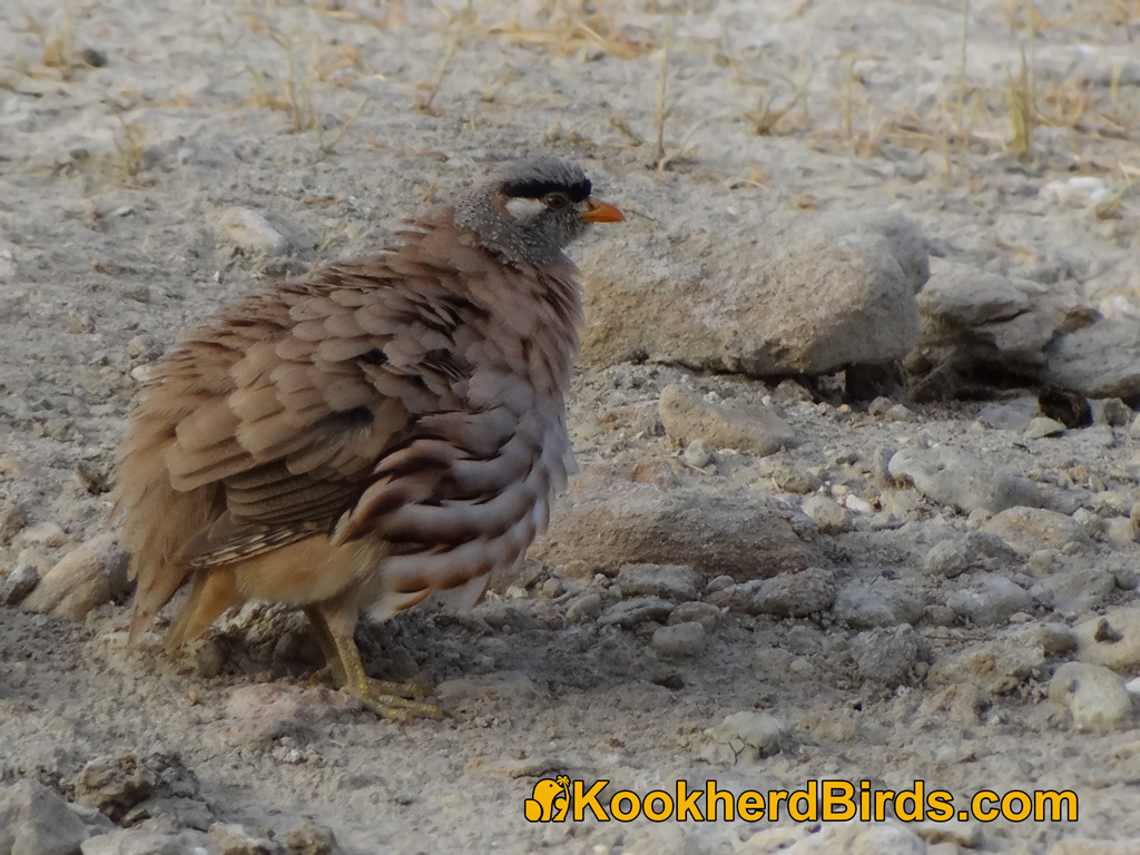 A Male See-see Partridge is Waggling Himself