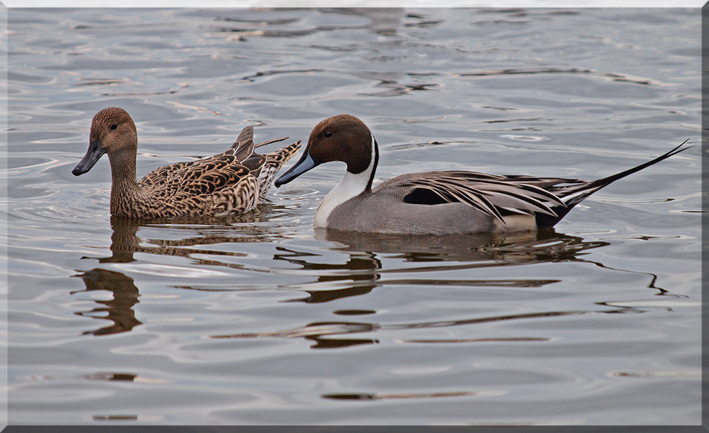 A Nice Pair of Pins