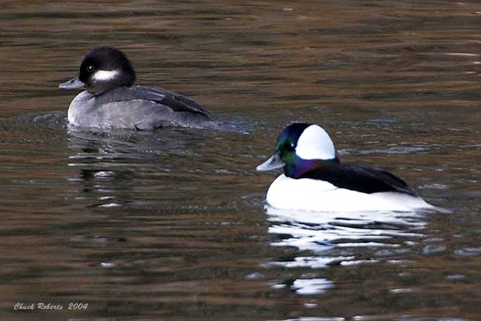 A pair of Buffleheads