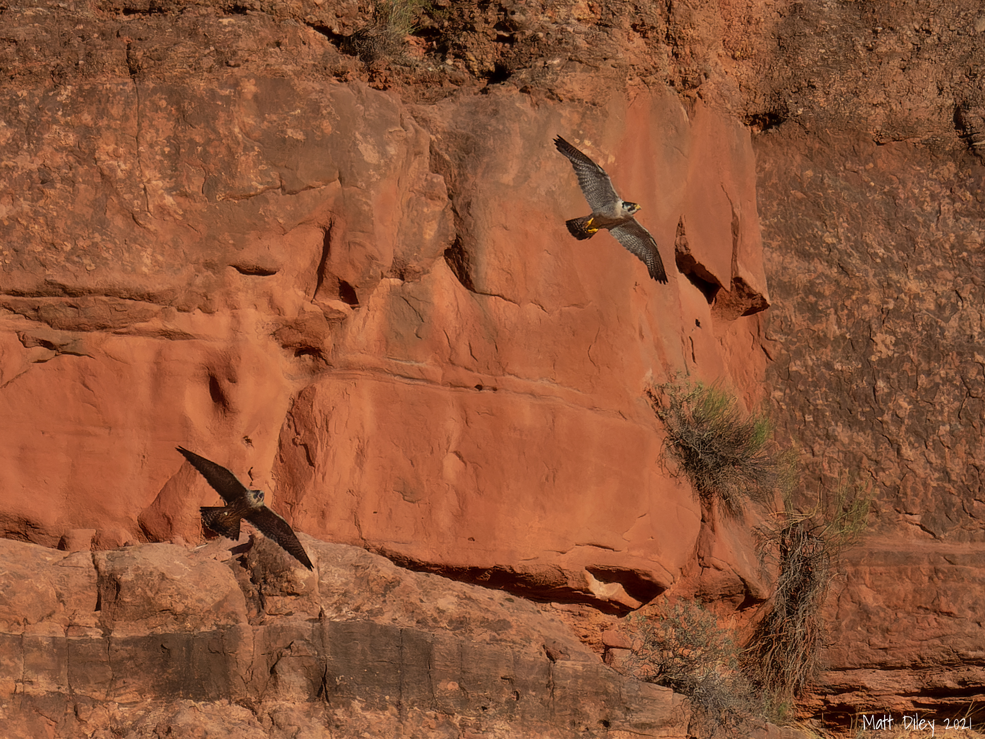 A Pair of Peregrine Falcons.jpg
