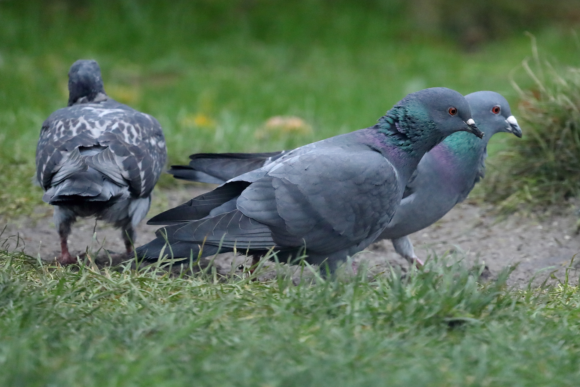 A pigeon staring contest!