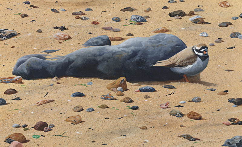 A place in the sun-Ringed plover painting