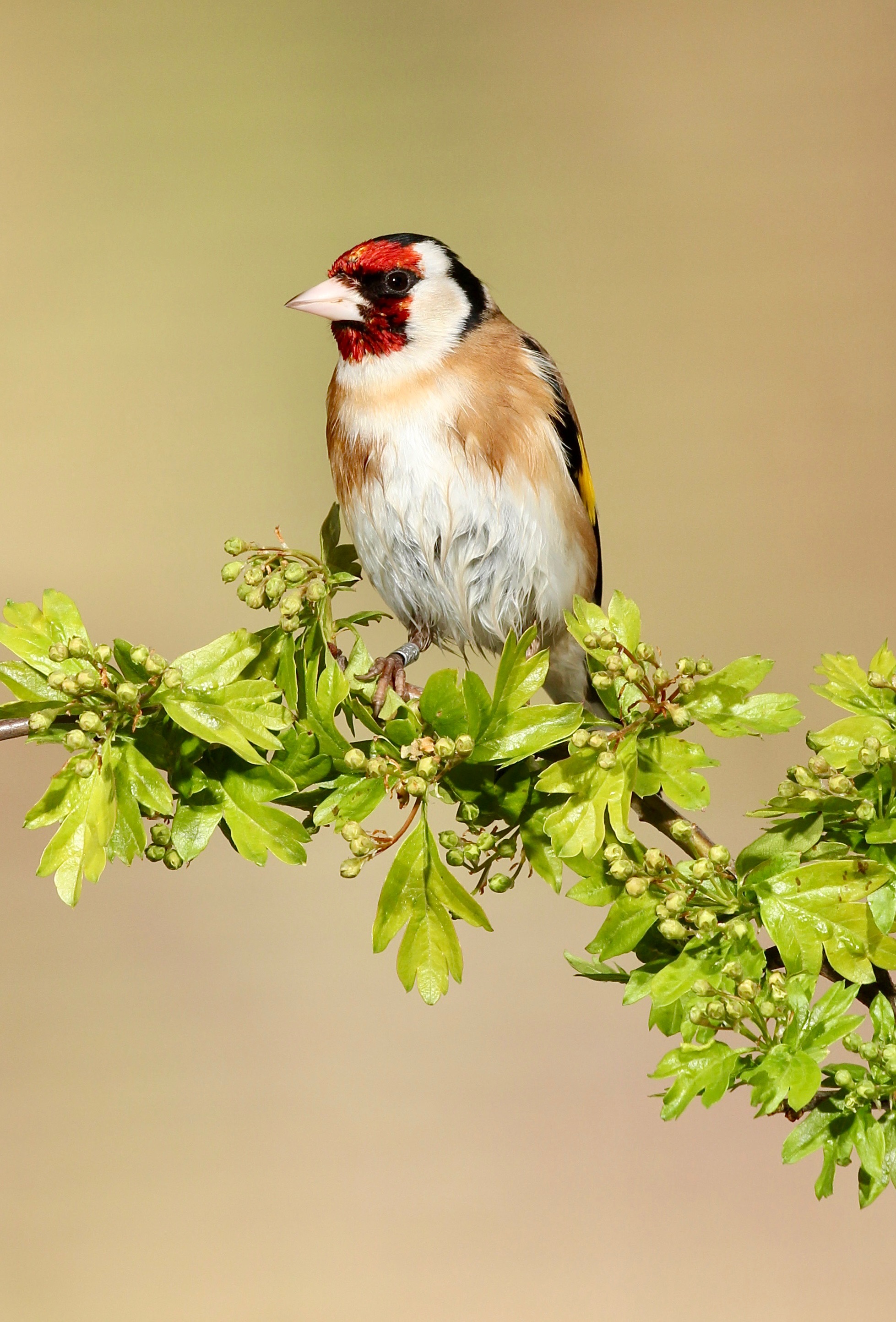 A rather damp goldfinch