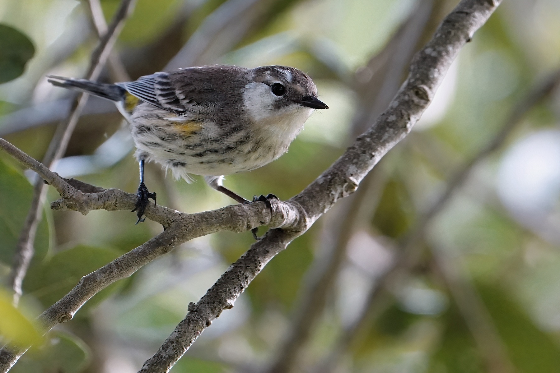 A slightly different Yellow-rumped warbler