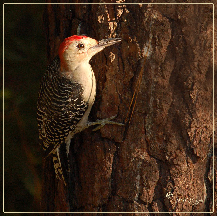 A Smiling Woodpecker