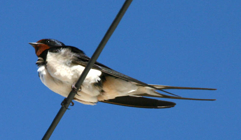 A streamline Swallow