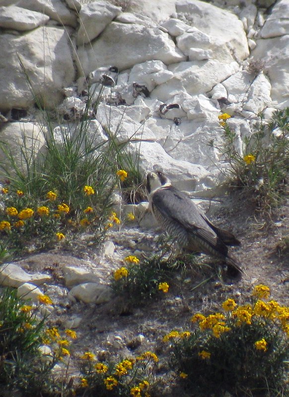A Sussex Peregrine