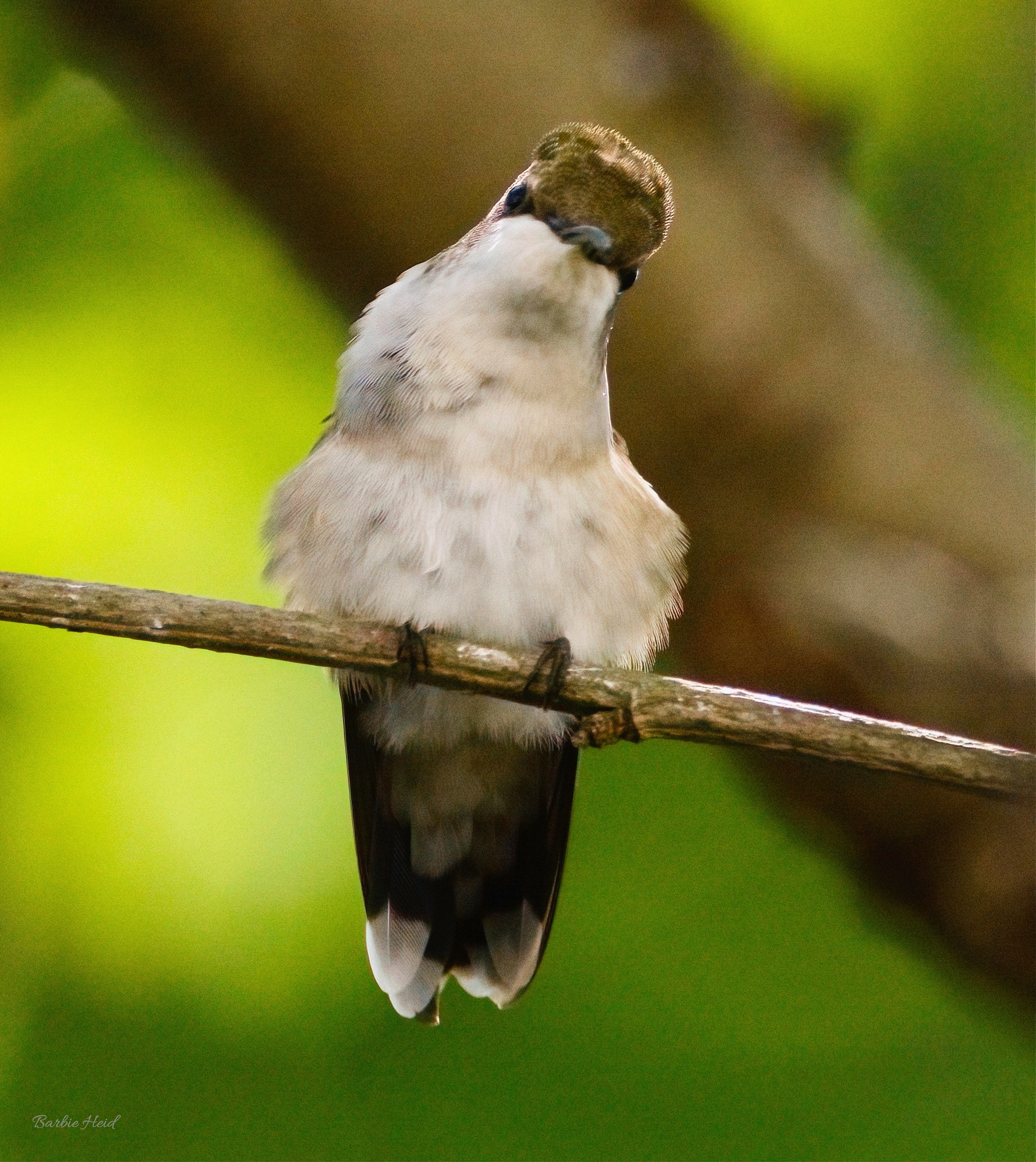 A (very angry) Ruby-throated hummingbird