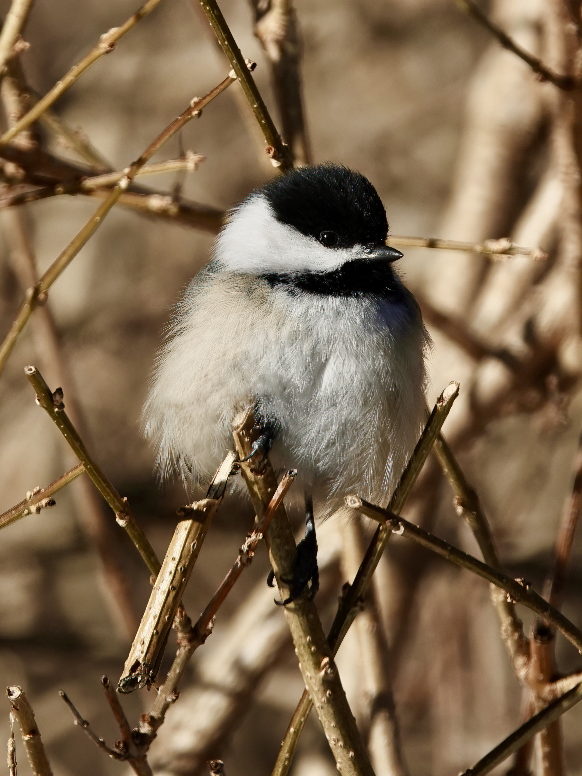 A very cold Black capped Chickadee