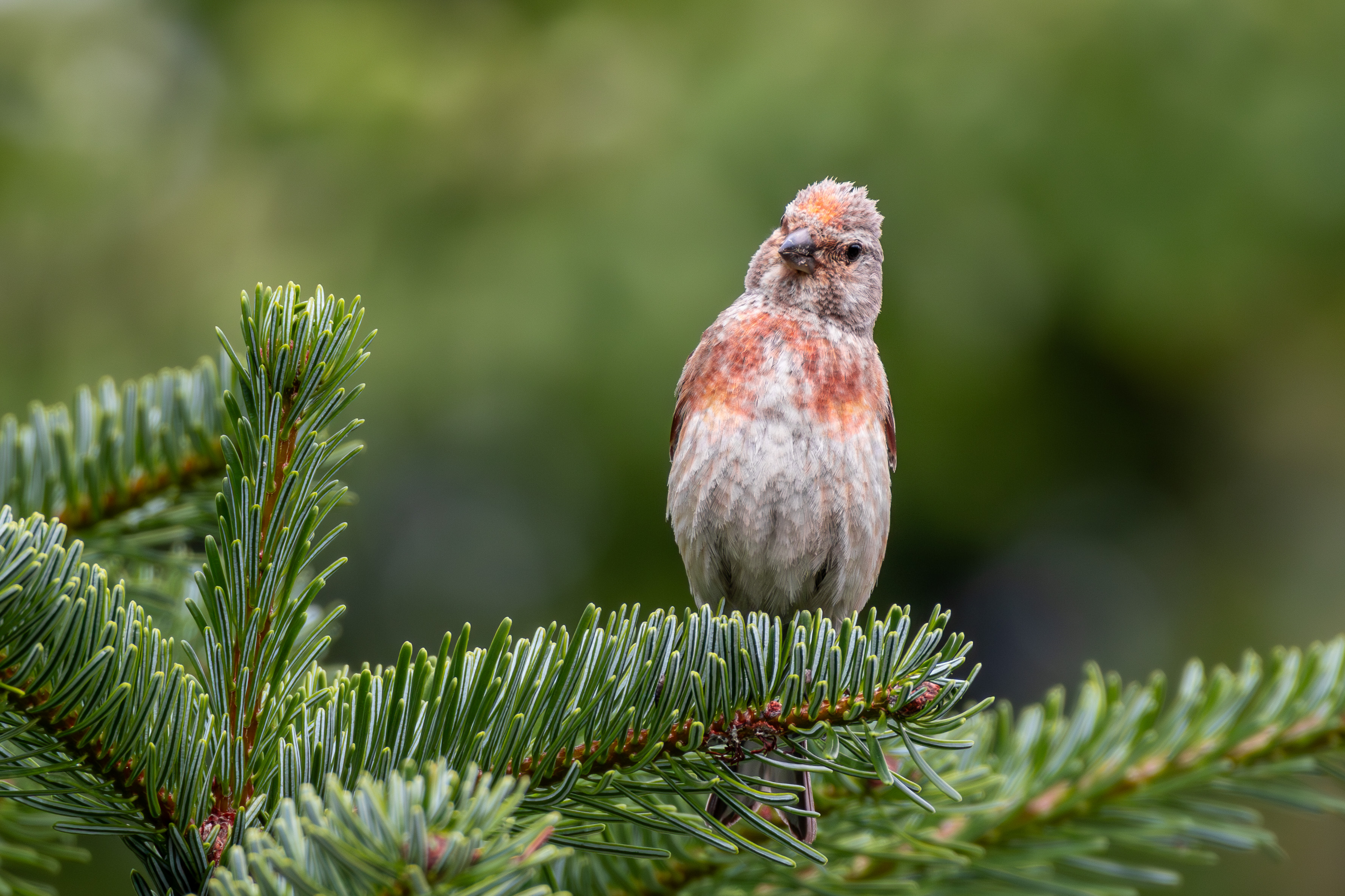 A Very Curious Common Linnet