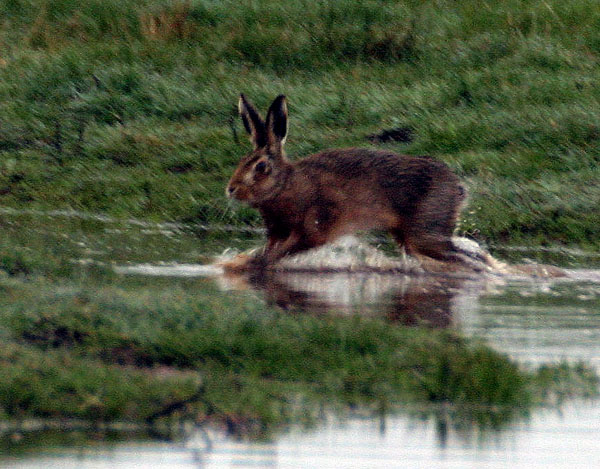 A Wading Hare